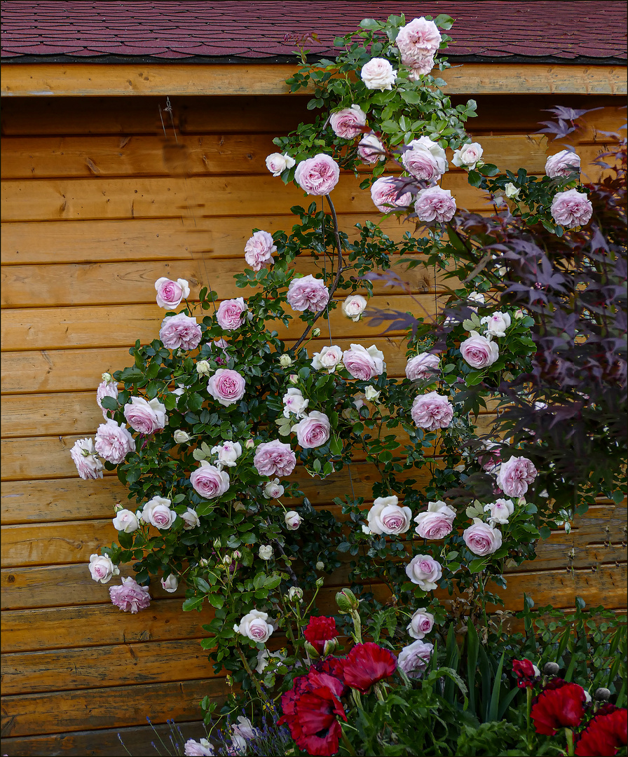 Rosen im Weißbarts Garten Foto & Bild blumen , fotos